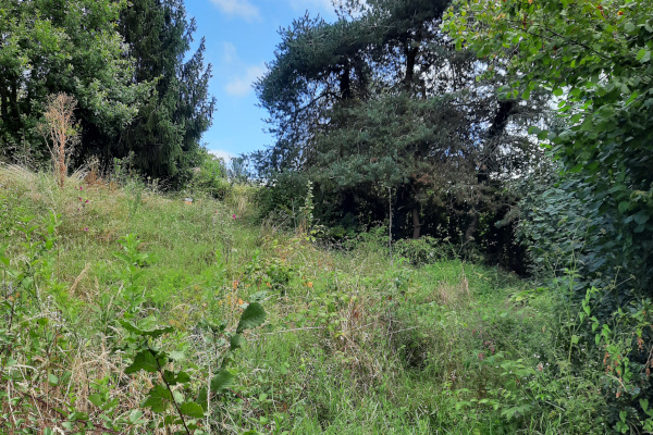 Ici la friche et les fleurs sauvages occupent le terrain © Benjamin Tosi